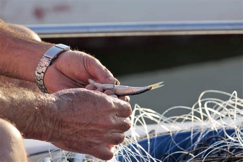 where to catch sardines.